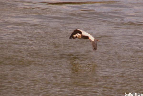 Heron flies over Cumberland River