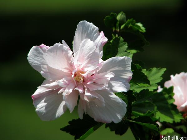 Watrace Flower