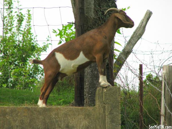 Goat in Smithville