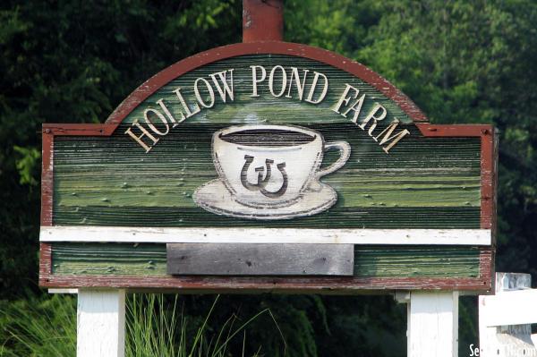 Hollow Pond Farm