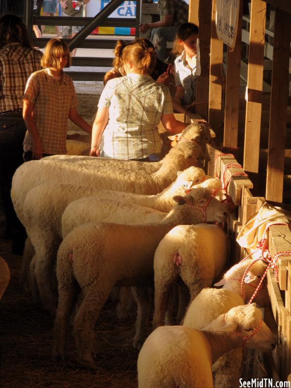 Sheep aisle