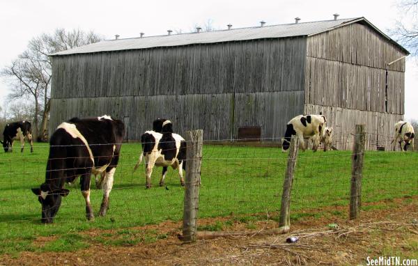 Dairy farm and barn