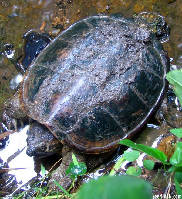 Turtle at Stillhouse Hollow Falls