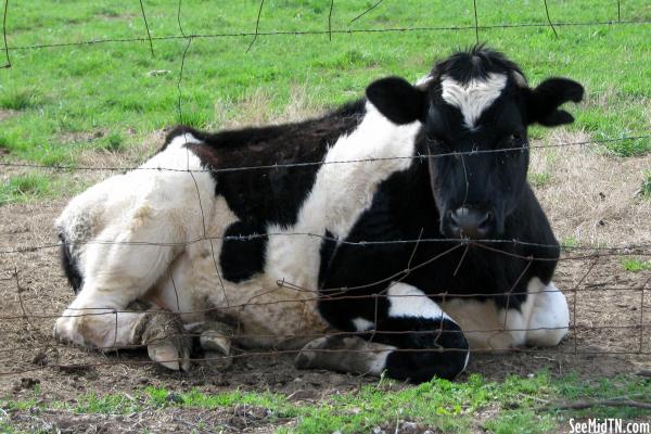 Cow on a farm near Mt. Pleasant