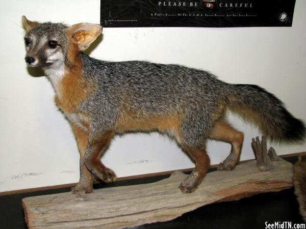 Dunbar Cave: Taxidermy Fox