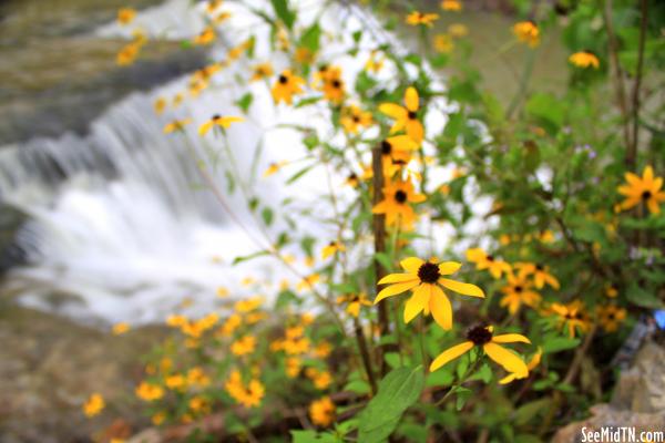 Wildflowers at Overton Falls