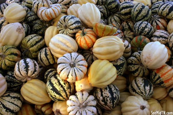 Walden's Farm: Ornamental Pumpkins