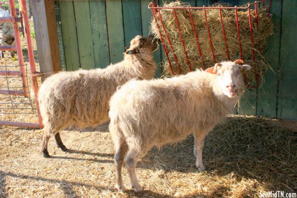 Waldens Farm: Sheep