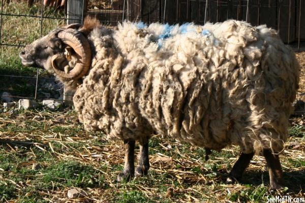 Walden's Farm: Sheep