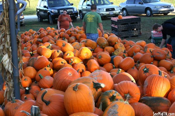 Walden's Farm: Rows and Rows of Pumpkins