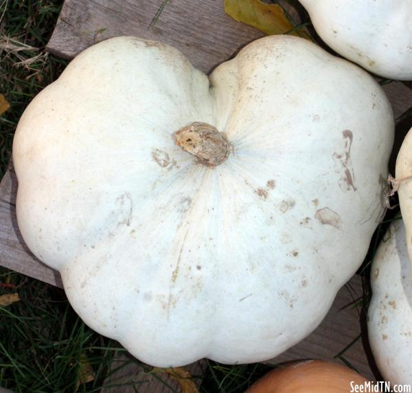 Walden's Farm: White Heart-shaped Pumpkin