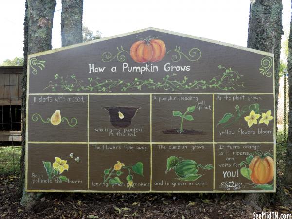 How a Pumpkin Grows
