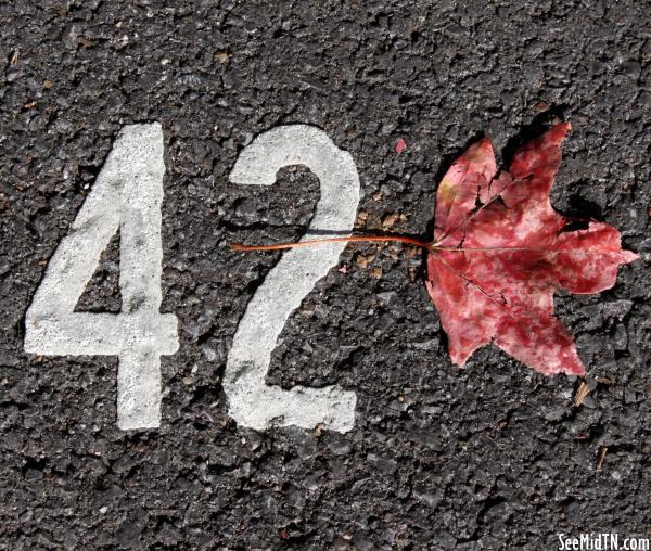 Parking Space 42 with autumn leaf
