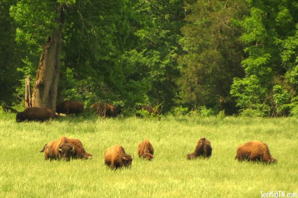 Bison at Land Between the Lakes