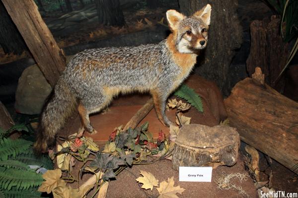Arboretum & Nature Center Grey Fox