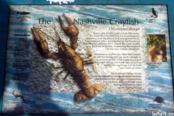 Orconectes Shoupi - Nashville Crayfish