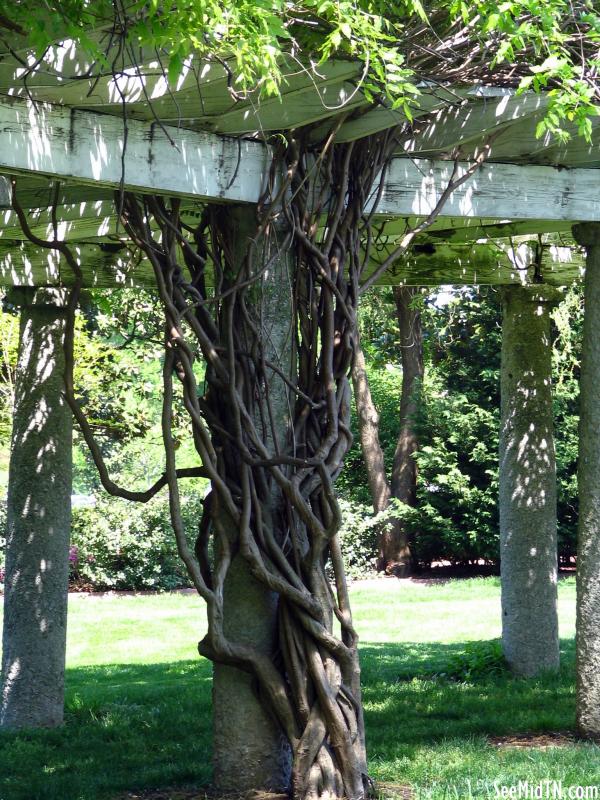 Centennial Park tree with vines