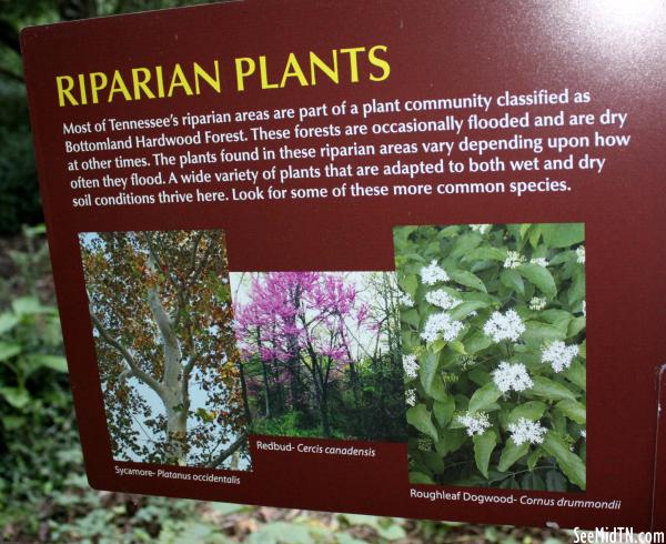 Lockeland Spring Marker: Riparian Plants