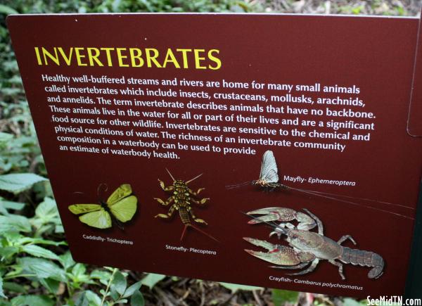 Lockeland Spring Marker: Invertebrates