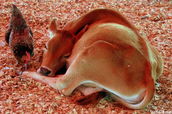 Petting Zoo: Sleepy Calf