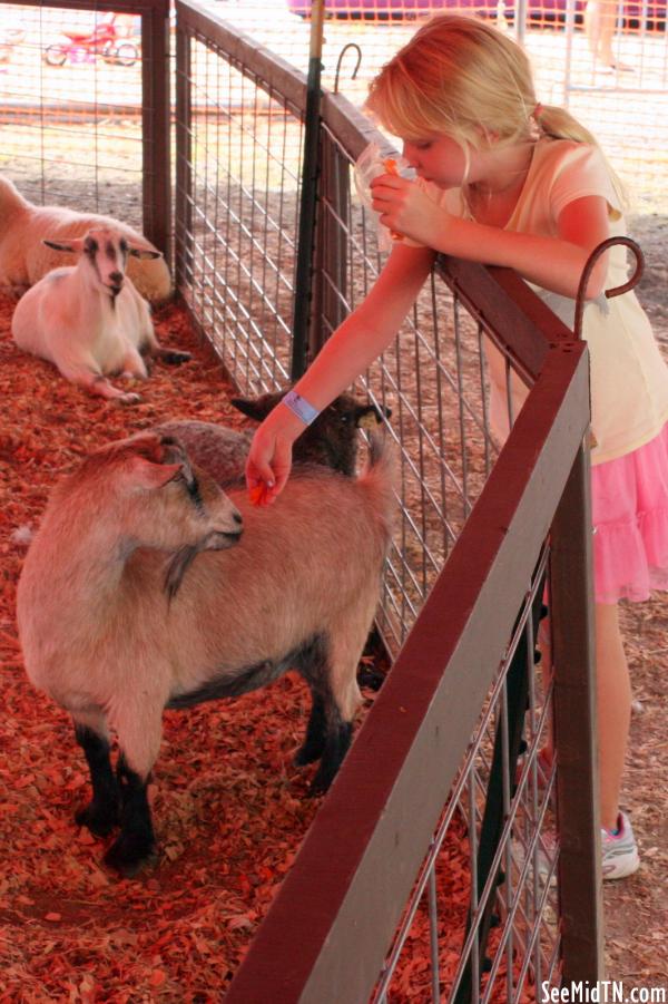 Petting Zoo: Feeding a goat