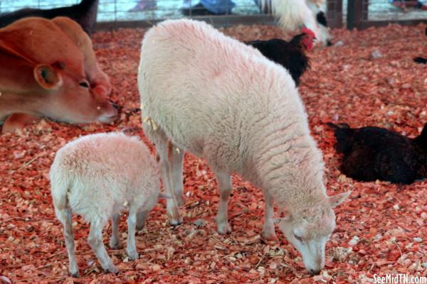Petting Zoo: Sheep and her Lamb