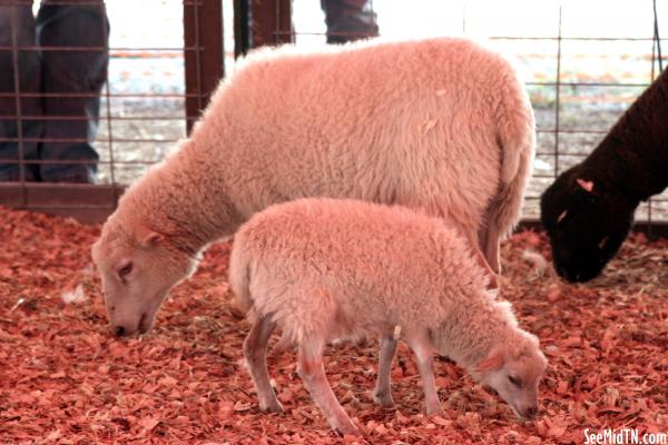 Petting Zoo: Sheep, Mother and Lamb