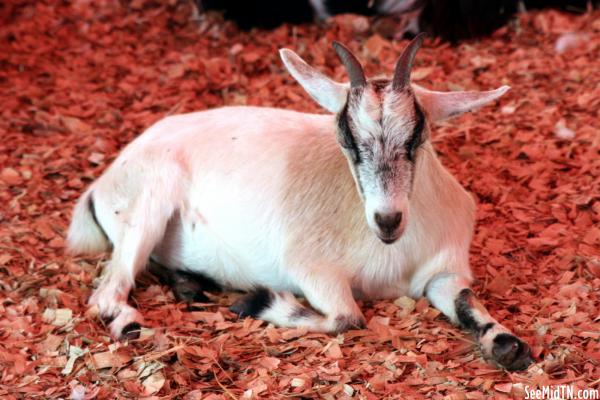 Petting Zoo: Goat