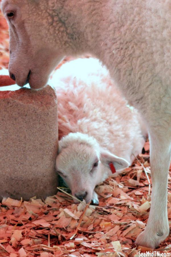 Petting Zoo: Lamb &amp; Mother licking a salt lick