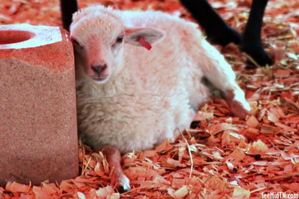 Petting Zoo: Lamb
