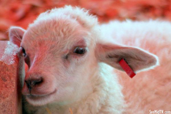 Petting Zoo: Lamb