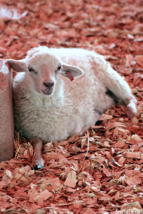Petting Zoo:  Young Lamb