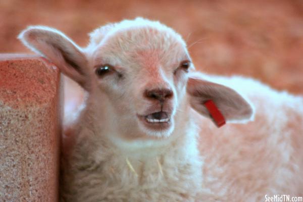 Petting Zoo: Young Lamb
