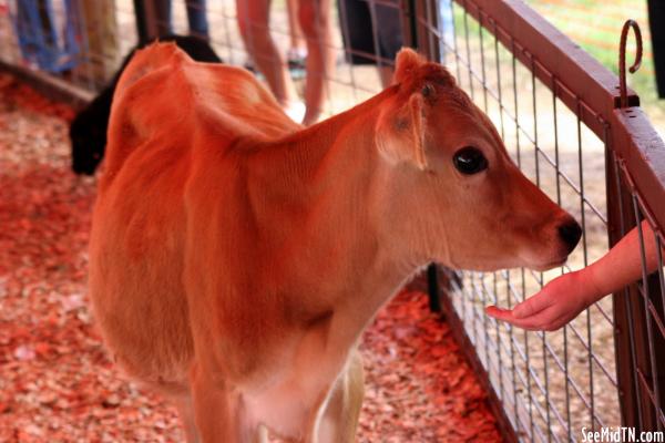 Petting Zoo: Calf