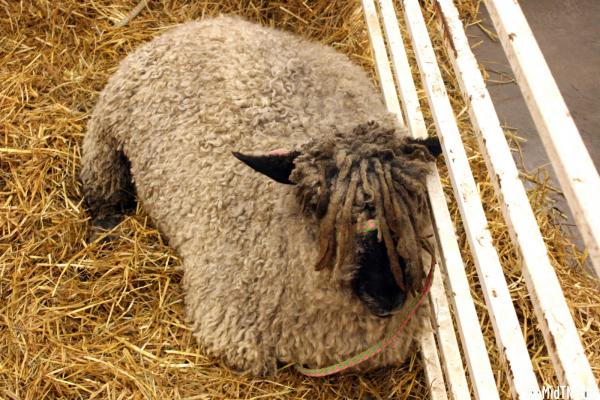 Sheep Barn: