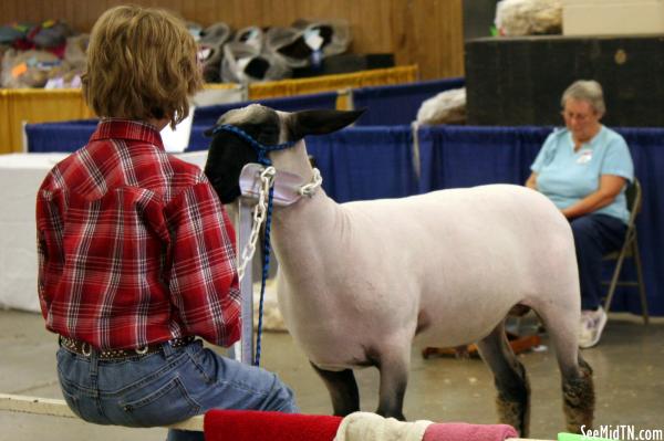 Sheep Barn: A girl and her pet