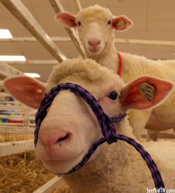 Sheep Barn: