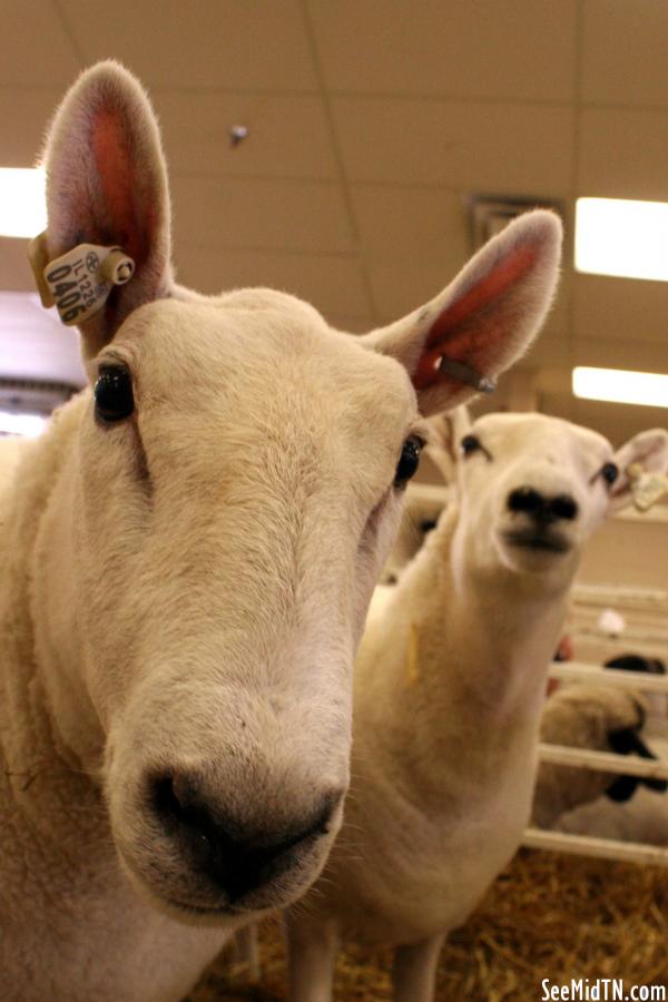 Sheep Barn:  