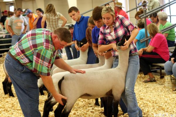 Sheep Barn: Youth Lamb Show