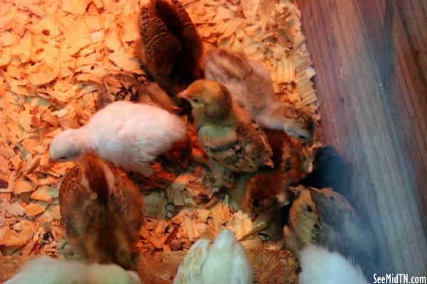 Poultry:  Baby Guineas