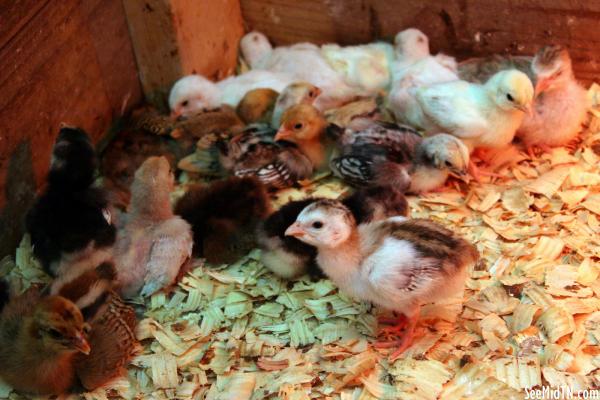 Poultry: large number of baby Guineas