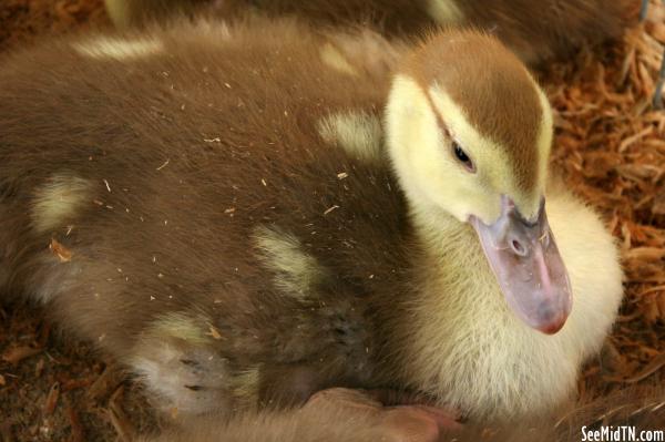 Poultry: duckling