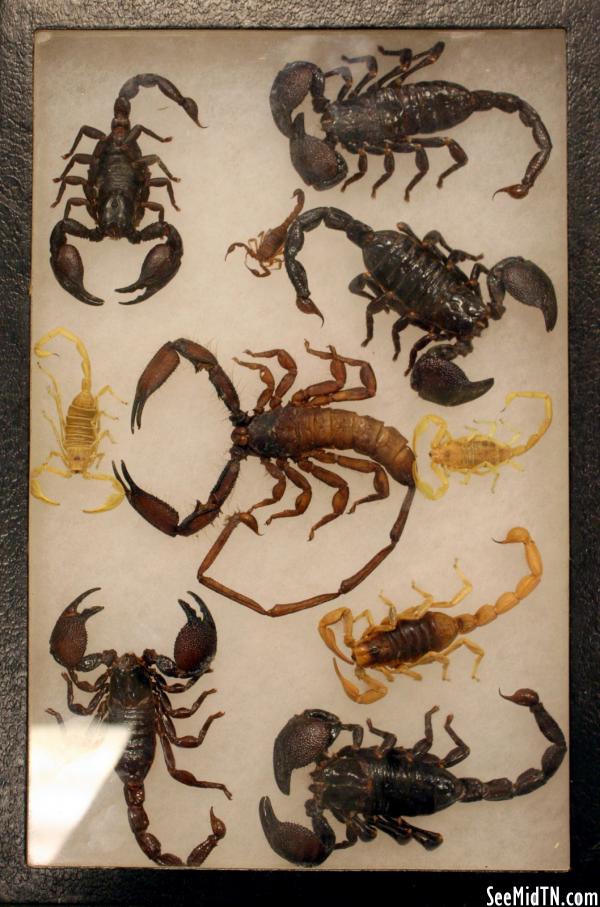 Agriculture: Scorpions display