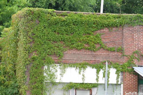 Vine-Covered storefront - Wartrace