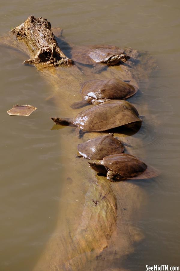 Cumberland River Bicentennial Trail Turtles