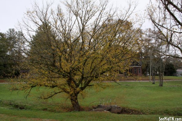 Tree and Small Bridge