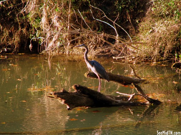 Crane at Dodson Branch