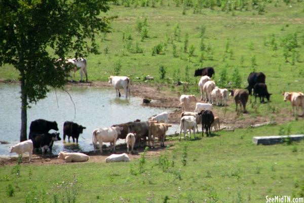 Cows seen from Old Columbia Rd.