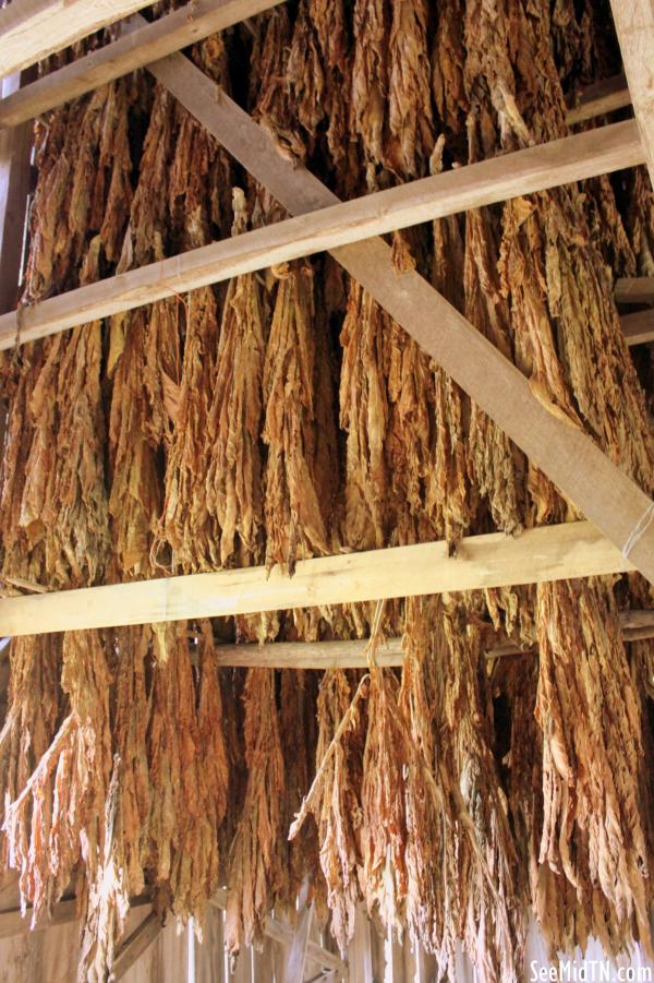 Inside a tobacco barn