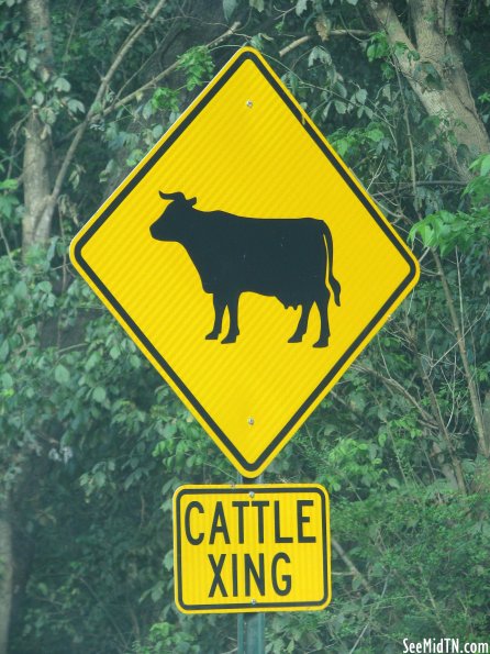 Cattle Xing